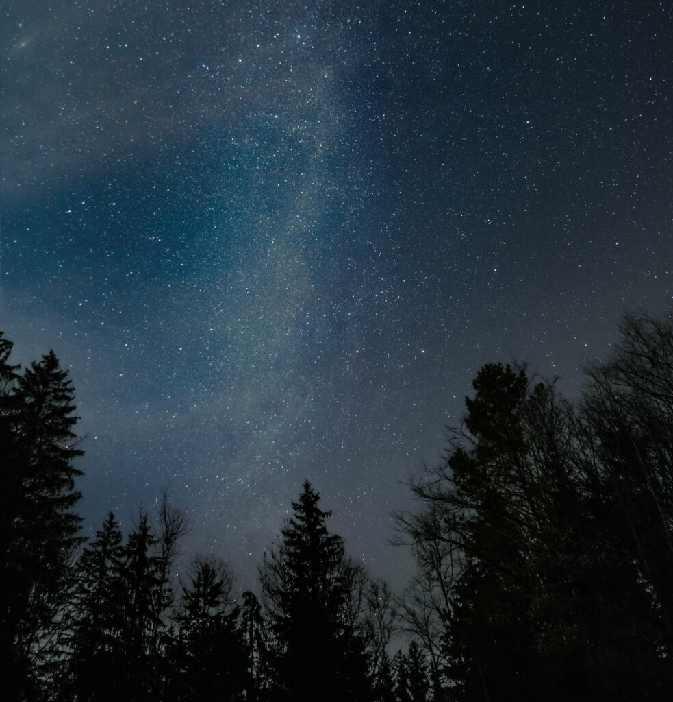 Bosque de noche con cielo estrellado